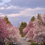 CHERRY BLOSSOM Pope Jon2