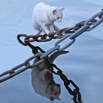 Flickr By Bengt Nyman