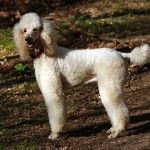 standard poodle