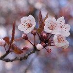 Cherry_blossoms_in_Vancouver_3_crop